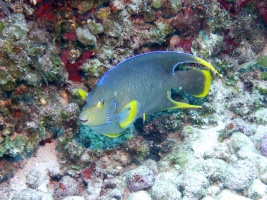 Blue Angelfish IMG 3016